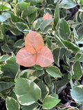 Small Well Rooted Bougainvillea Plant, Bambino Orange/Peach, Tropical Flowering Plant, Bougainvillea spp.