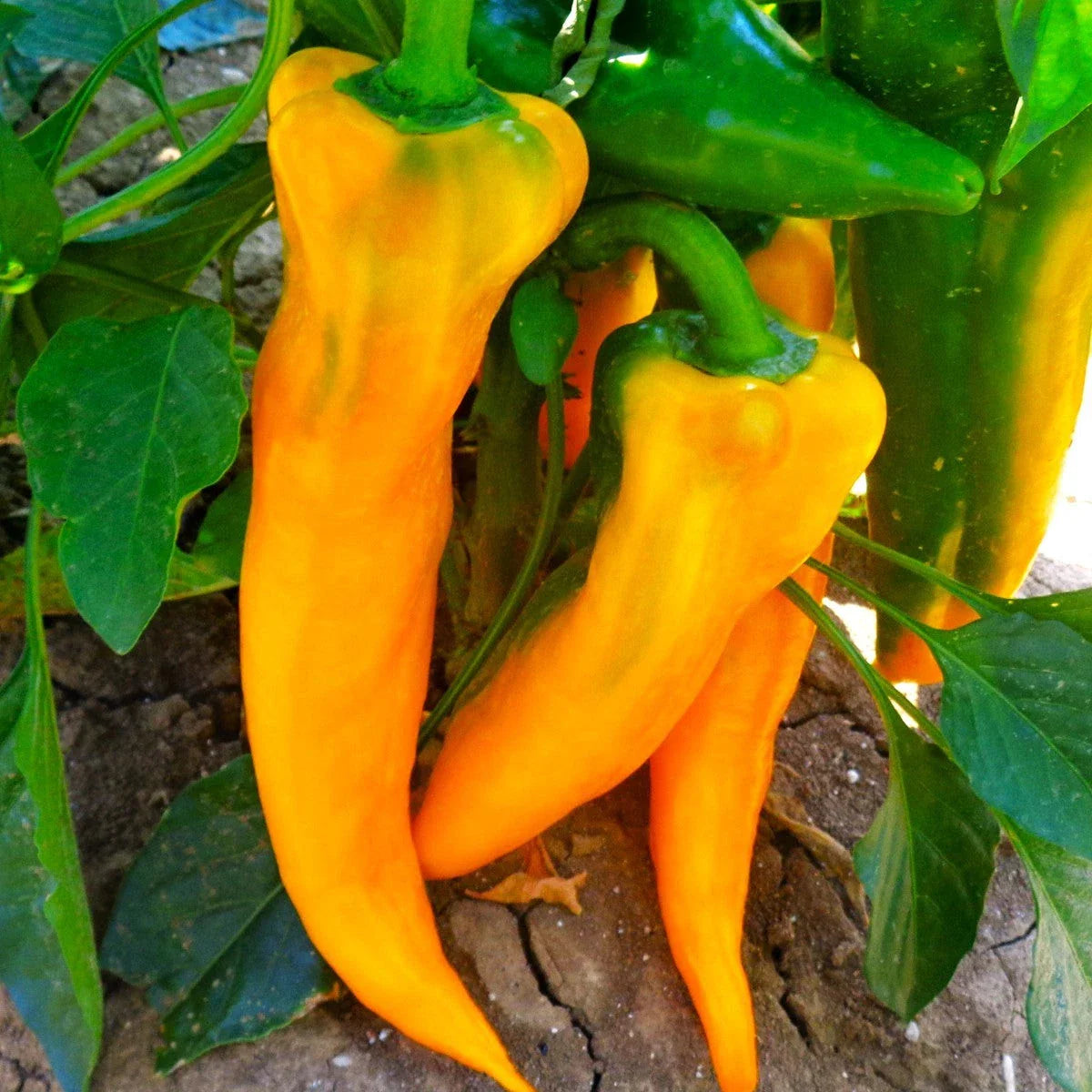Golden Treasure Sweet Pepper Seeds - Italian Marconi Variety for 2025 Planting, Heirloom Vegetable Seeds, Capsicum annuum