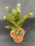 Neoregelia Mo Peppa Please Bromeliad - Small Rooted Plant in 3" Pot
