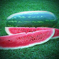 Congo Watermelon Seeds - 12 Pack - Non-GMO Heirloom - Fresh Watermelon Seeds (Citrullus lanatus)