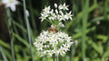 Garlic Chive Plants, Two Established Plants, Organic Allium Tuberosum, Herb Garden Starter