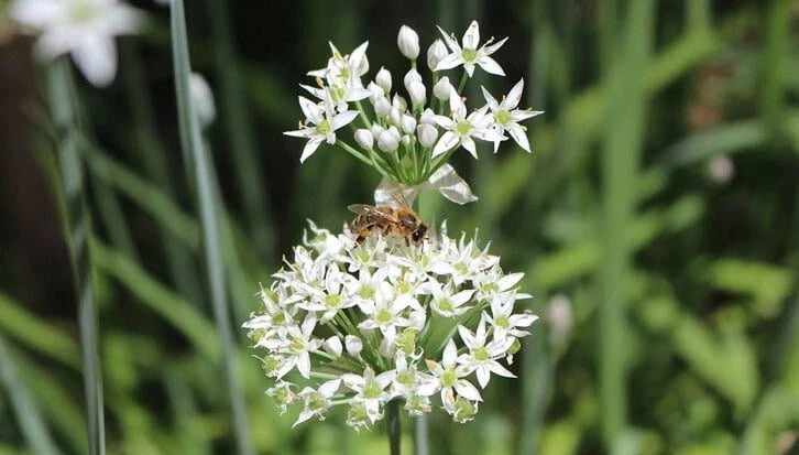 Garlic Chive Plants, Two Established Plants, Organic Allium Tuberosum, Herb Garden Starter