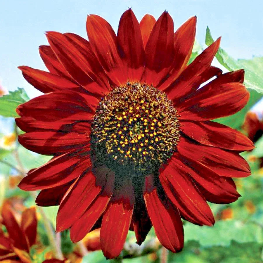 Velvet Queen Sunflower Seeds - 51+ Count, Native Wildflower, Branching Variety, Easy Summer Garden Planting