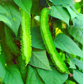 Wing Bean Seeds - 20 Pack - Easy to Grow Exotic Asian Variety - Psophocarpus tetragonolobus