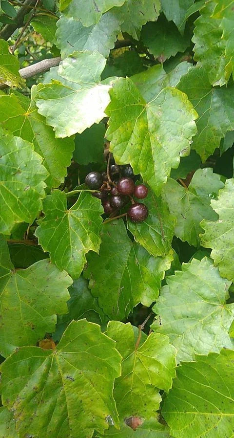 Scuppernong Muscadine Grape Live Seedlings 2-Pack Vitis rotundifolia Fast-Growing Vine