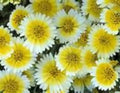 Tidy Tips Flower Seeds - 100 Fresh Seeds - Layia Platyglossa - Bulk Garden Seeds - Free Shipping