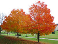 Sugar Maple Seeds - 20 Count, Acer saccharum - Southern Variety for Planting