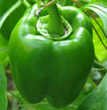 Green Bell Pepper Seeds 30+ "Emerald Giant" Sweet Pepper Non-GMO Capsicum annuum