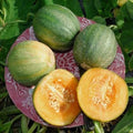 Minnesota Midget Melon Seeds - 10 Pack - Sweet Midget Melons - Cucumis melo