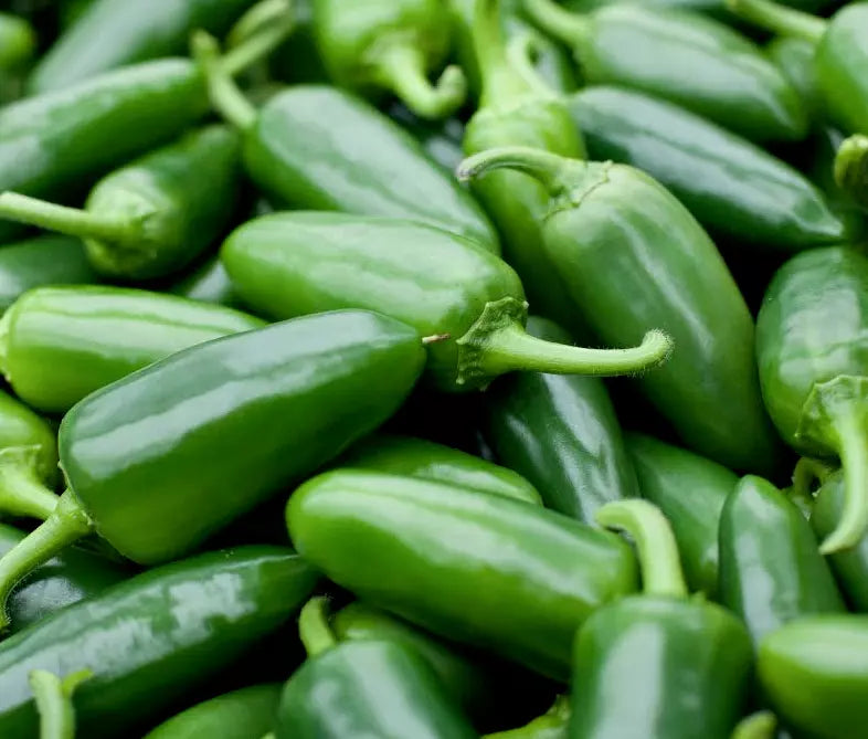 Jalapeno Pepper Seeds 50+ Spicy Mexican Culinary Salsa Capsicum annuum