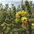 Tree Cholla Cuttings - Cylindropuntia imbricata - Drought-Tolerant Succulent Plant Cuttings for Indoor or Outdoor Gardens