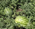 Kleckley's Sweet Watermelon Seeds - Heirloom Variety, 100 Seeds, Large & Super Sweet - Citrullus lanatus