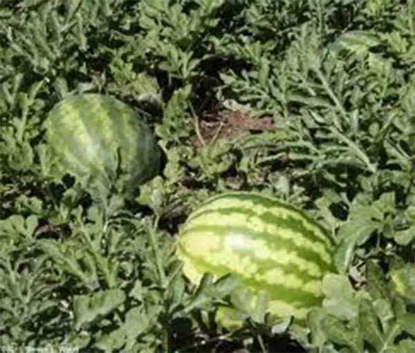 Kleckley's Sweet Watermelon Seeds - Heirloom Variety, 100 Seeds, Large & Super Sweet - Citrullus lanatus
