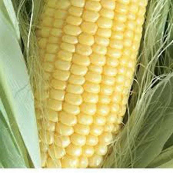 Golden Bantam Sweet Corn Seeds, Heirloom Non-GMO, 50+ Seeds - Zea mays