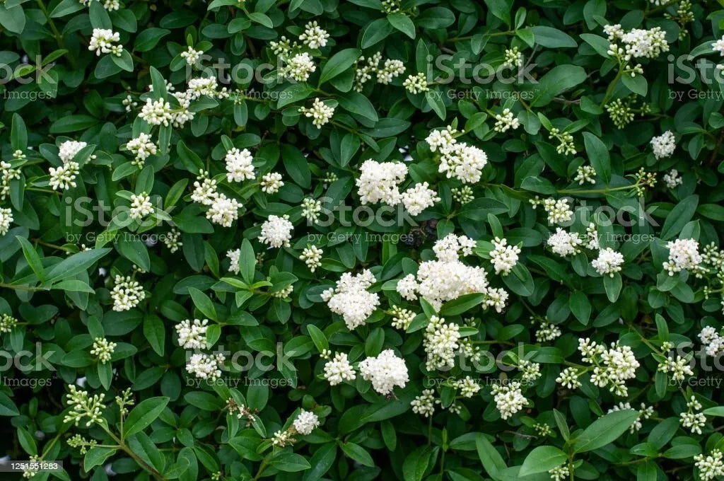 Privet Shrub Cuttings - 20 Unrooted - Fast Growing - Ligustrum spp.
