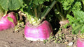 Rutabaga Seeds, American Purple Top, NON-GMO Swedish Turnip Variety, Brassica napus, Free Shipping