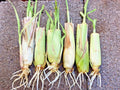 Rooted Lemongrass Stalks - 5-25 Stalks - Fast Growing Lemon Grass Plants - Cymbopogon citratus