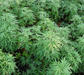 Sweet Wormwood Herb Seeds - 1000+ Seeds - Artemisia annua - Sweet Annie Sagewort - Free Shipping