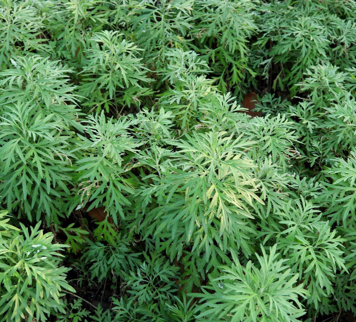 Sweet Wormwood Herb Seeds - 1000+ Seeds - Artemisia annua - Sweet Annie Sagewort - Free Shipping