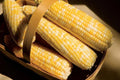 Sweet Corn Seeds - Temptress Variety - Non-GMO Fresh Seed - Zea mays