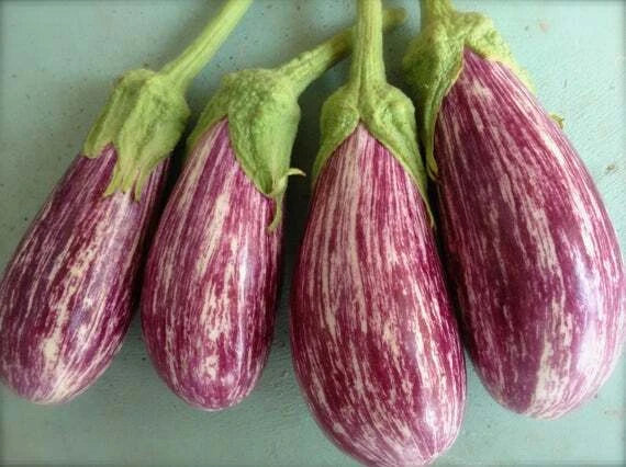 Shooting Star Eggplant Seeds - Fresh Non-GMO Vegetable Seeds - Solanum melongena