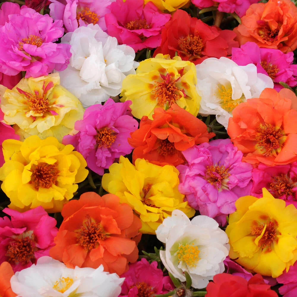 Moss Rose Seeds - 100 Bright Double Mix Perennial Flower Seeds - Portulaca grandiflora - USA Seller