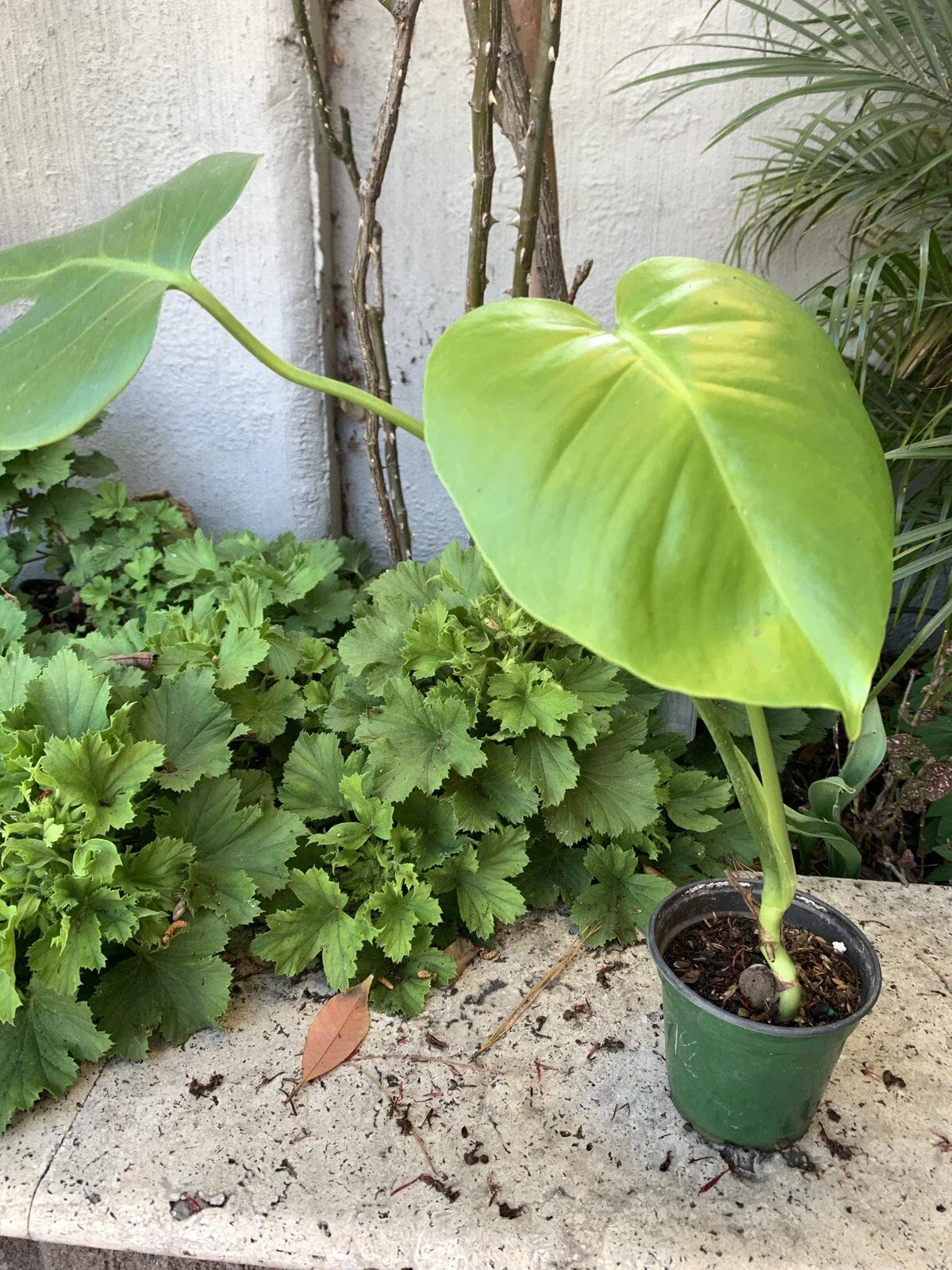 Monstera Plant in 4 Inch Pot, Fully Established Roots, Monstera deliciosa
