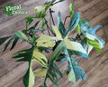 Variegated Philodendron Node Clipping - Florida Beauty - Rare Houseplant Cutting - Philodendron 'Florida Beauty'