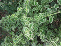 Variegated Cuban Oregano Cuttings - 5 Fresh Unrooted Herb Cuttings - Plectranthus amboinicus