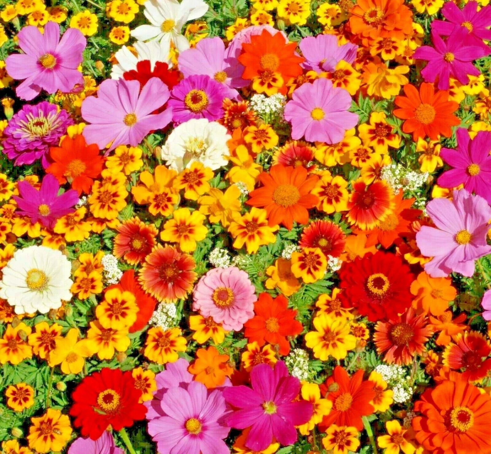 Native Wildflower Mix Seeds - 2001+ Tall Variety - 19 Flowering Annuals for Cut Flowers - Fast & Easy Growth