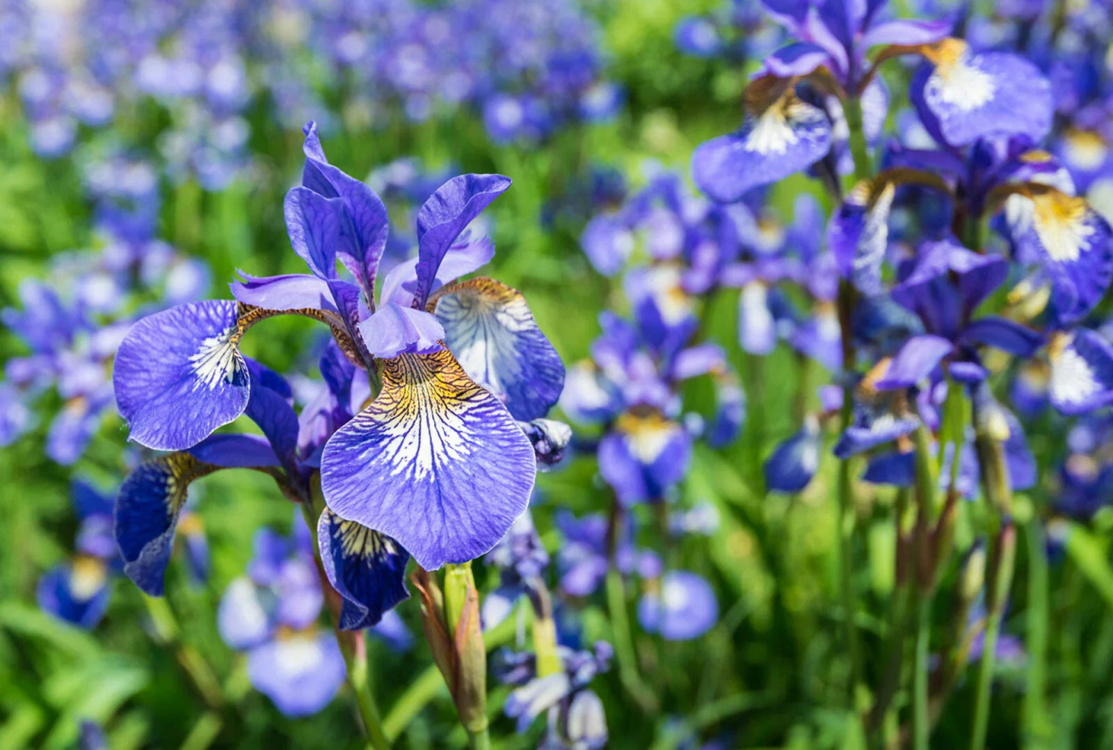 Siberian Iris Starter Plant - Well Rooted, Early Season Bloomer, Iris sibirica - Ideal for Borders and Mass Planting