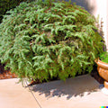 Desert Sweet Fern Bush Seeds - 20+ Seeds, Medicinal Native Hedge Shrub, C. millefolium
