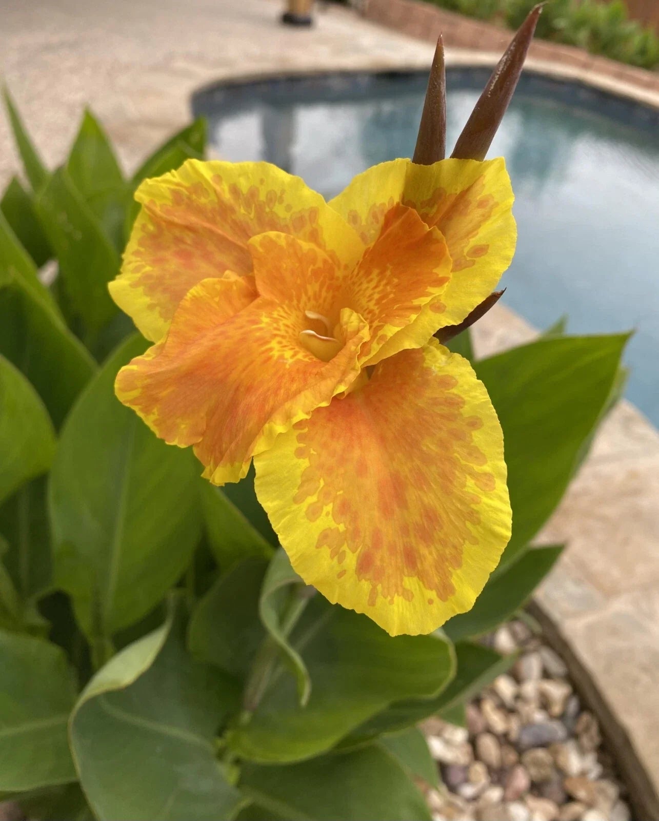 Canna Lily Plant - Yellow & Orange - Canna indica - Tropical Flowering Plant for Gardens and Landscapes