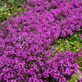 Creeping Thyme Seeds - Purple Magic Carpet Ground Cover - Thymus serpyllum - Ideal for 2025 Planting