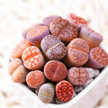 Mixed Lithops Seeds - 100 Seeds - Lithops Pseudotruncatella - Unique Stone Succulent for Cactus and Succulent Gardens