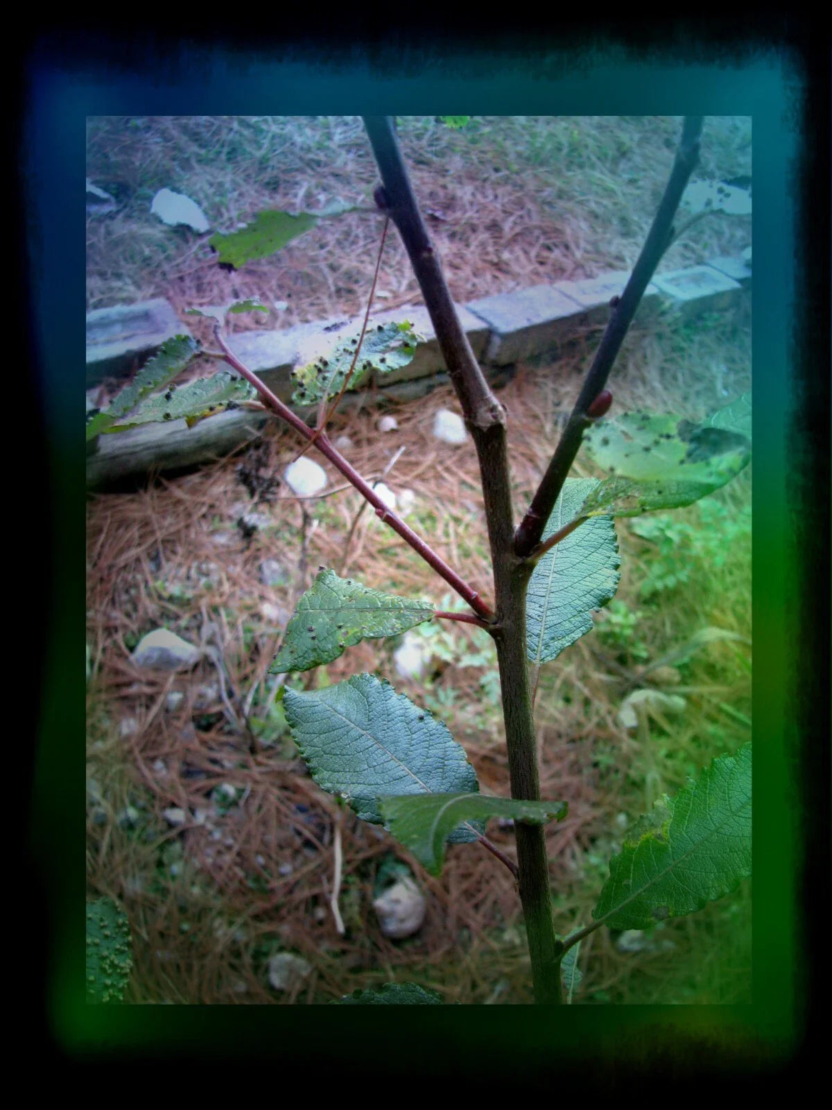 Pussy Willow Cuttings 5-7 in | Salix discolor | No Roots | Make Your Own Plants