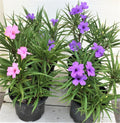 Dwarf Katie Ruellia Plants - 6 Flowering Plants (4 Purple, 2 Pink) with Roots and Leaves - Ruellia brittoniana