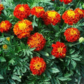 French Marigold Seeds - Panther Variety - Non-GMO - 200 Edible Seeds for Beneficial Butterflies - Tagetes patula