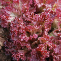 Lettuce Seeds 250 Count - Lolla Rosa Red Leaf - GroCo USA - Non-GMO