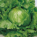 Great Lakes 659 Premium Lettuce Seeds - 4g Fresh Newly Harvested - Non-GMO Lettuce Seeds for Home Gardening