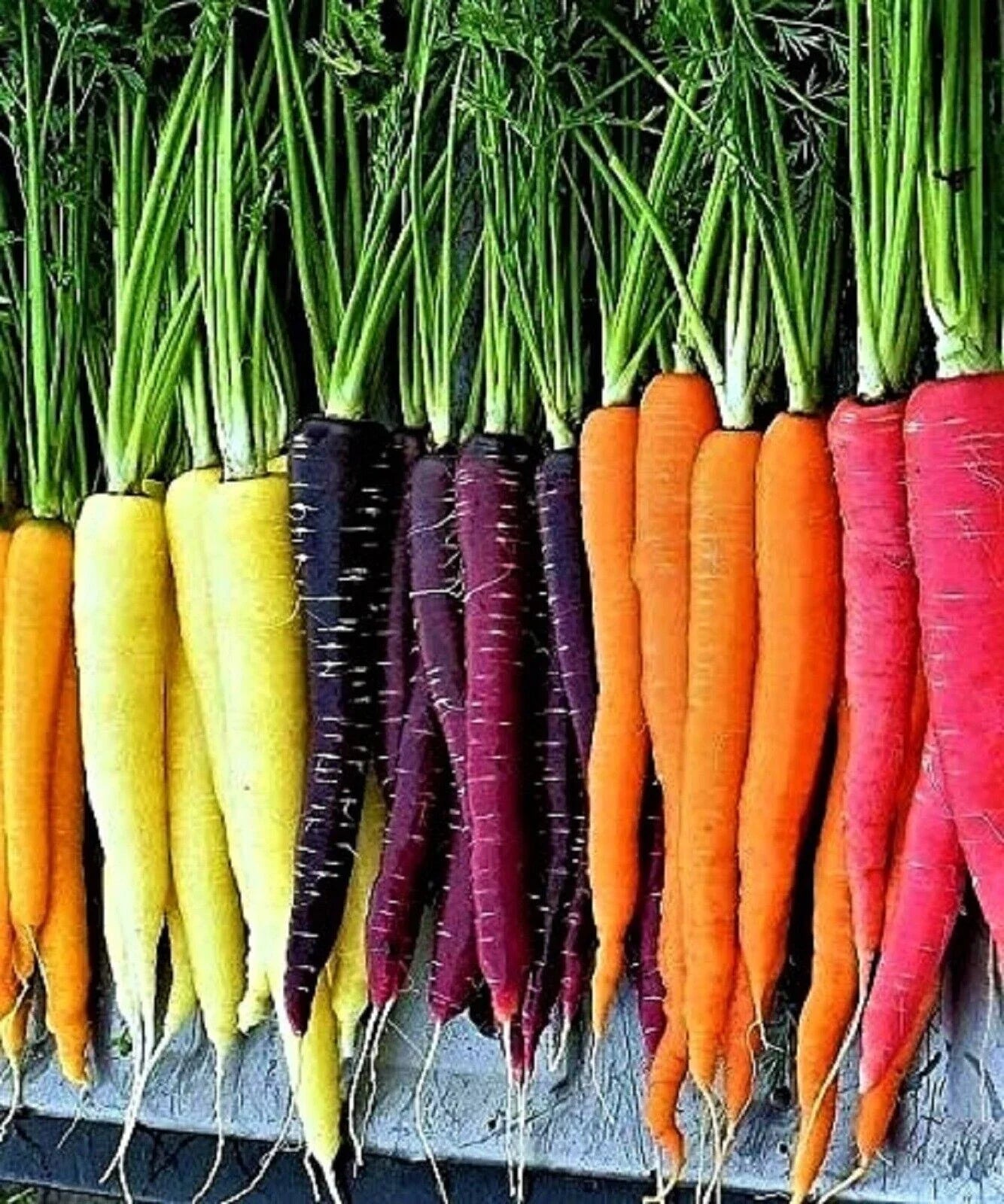 Rainbow Carrot Seeds Mix - 600+ Non-GMO Heirloom Organic Seeds - Colorful Vegetable Garden Blend