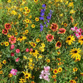 Mountain Wildflower Mix Seeds - 19 Stunning Species - Native Wildflowers for Gardens - Wildflower Seed Blend