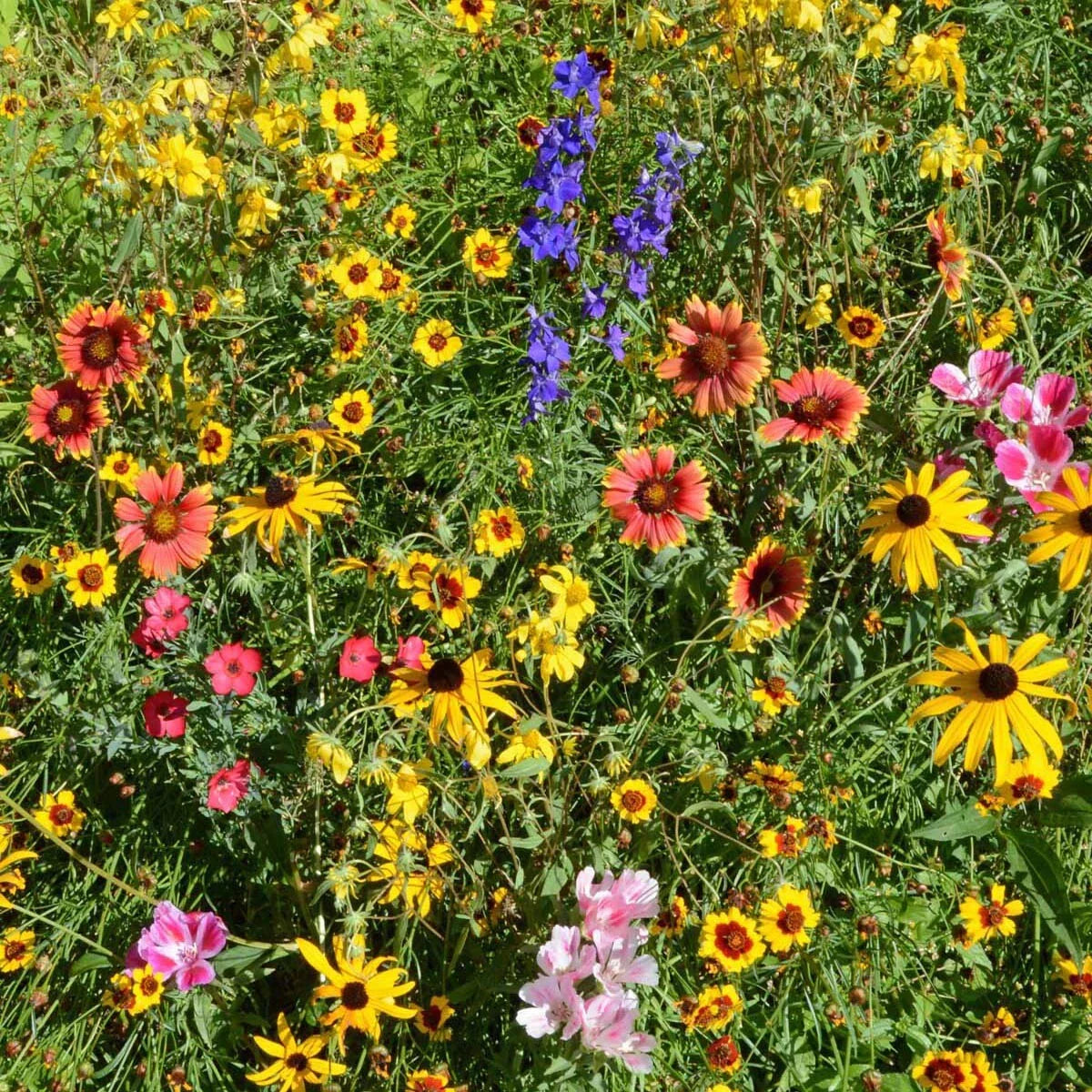 Mountain Wildflower Mix Seeds - 19 Stunning Species - Native Wildflowers for Gardens - Wildflower Seed Blend
