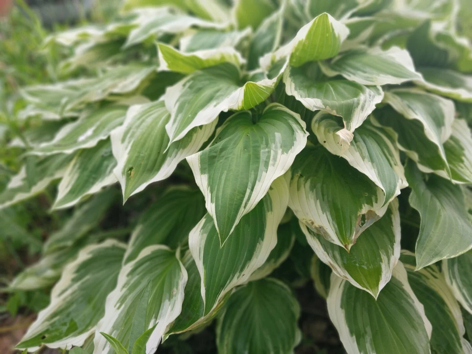 Hosta Roots - 3 Pack - Patriot Variegated Green with White Edges - Hosta plantaginea