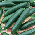 Tendergreen Burpless Cucumber Seeds | Heirloom Non-GMO | Vegetable Gardening | Cucumis sativus