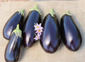 American Eggplant Seeds - 20 Pack - All American Variety - Solanum melongena