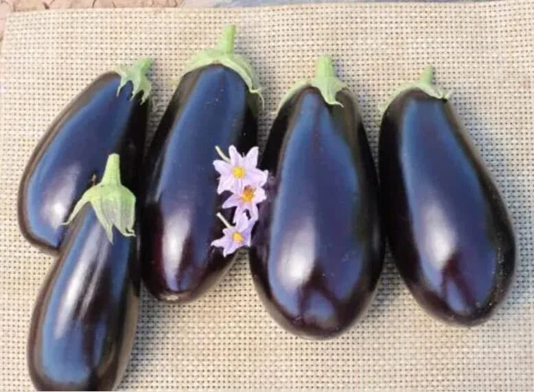 American Eggplant Seeds - 20 Pack - All American Variety - Solanum melongena