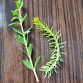 Sedum Cuttings 50 Pack, Rupestre Angelina & Sarmentosum Stonecrop, Edible Succulent Plants,垂盆草