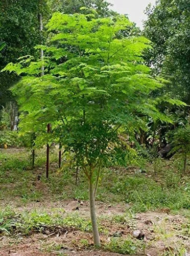 Moringa Tree Seeds - 30 Count - Easy to Grow, Fast Growing - Moringa oleifera