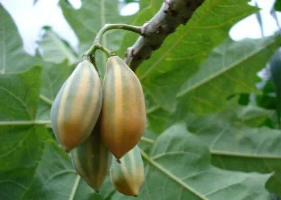 Oak Leaved Papaya Seeds - 25+ Seeds for Garden Planting - Carica papaya - Fast Shipping - USA